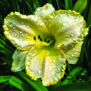 City park hosts beautiful flowers